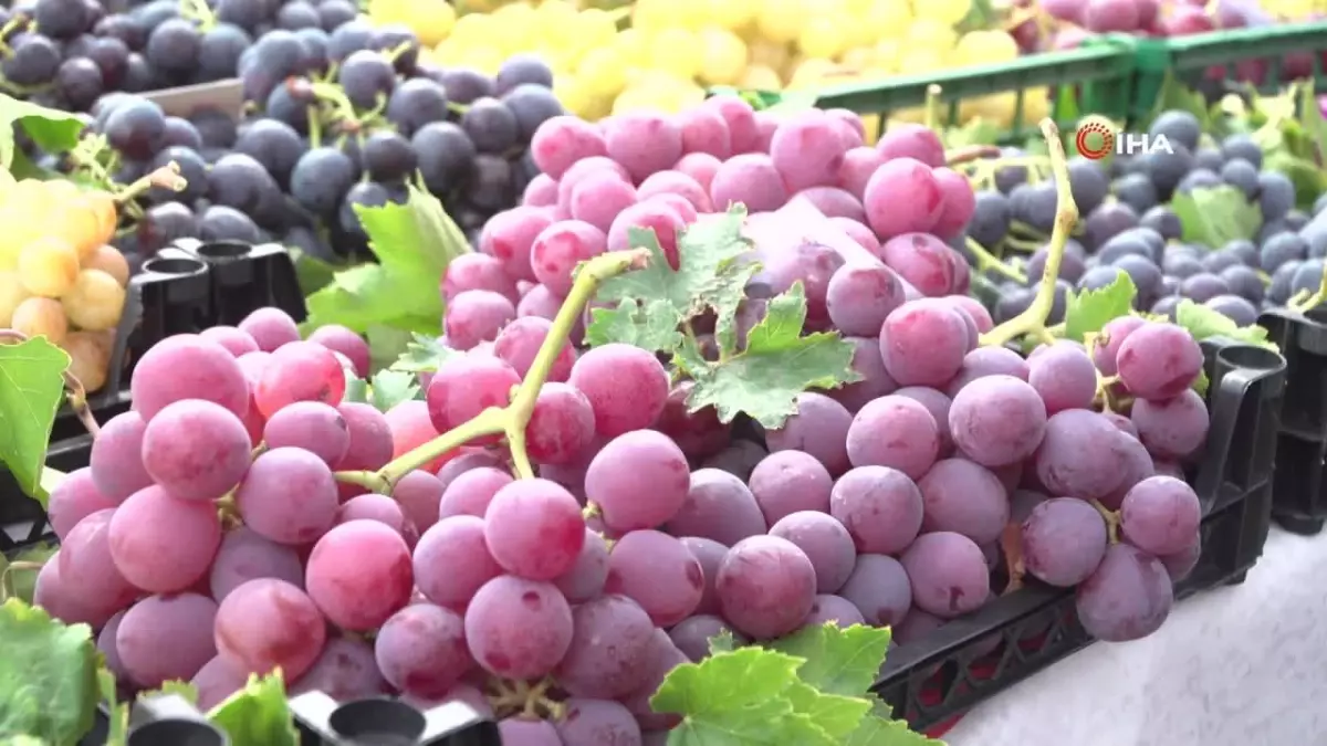 Osmangazi’de Üzüm Şenliği Coşkusu