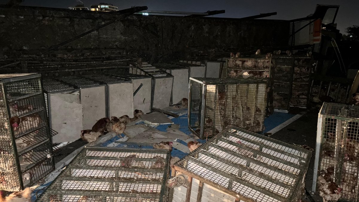 Bolu’da tavuk yüklü kamyon devrildi: Yüzlerce tavuk telef oldu