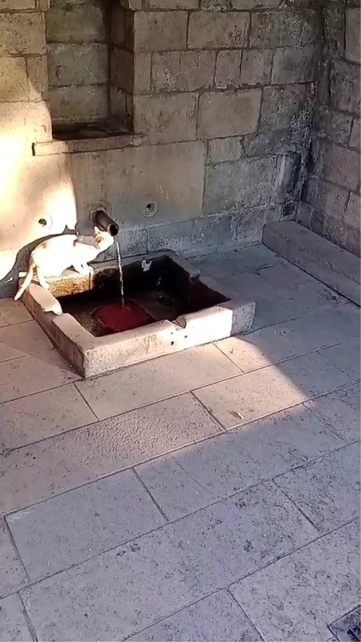 Sevimli Kedinin Su İçme Anları