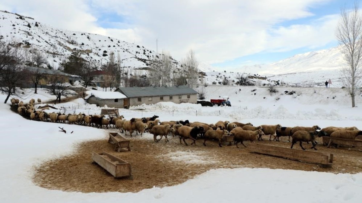 Erzincan’da annelerinin reddettiği kuzular biberon ile besleniyor