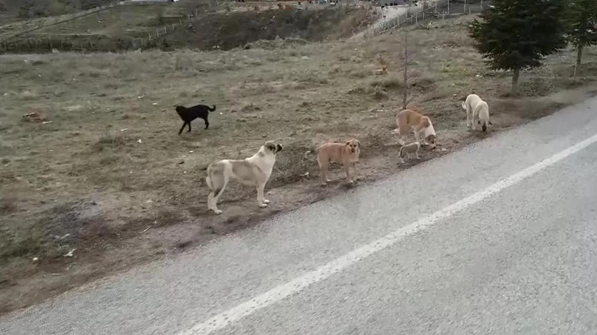ANKARA’DA İL HAYVANLARI KORUMA KURULU TOPLANDI | Saldırının çok olduğu yerlerde köpekler toplanacak
